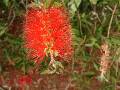 Bottle Brush